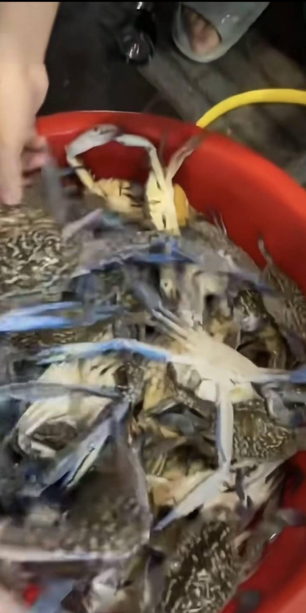 星速配资 深圳较场尾海滩受赤潮影响现大量花蟹，市民：抓不完，嘴都吃麻了